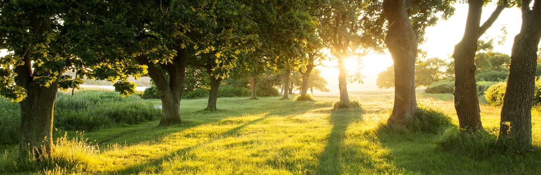 Sunlight streaming through trees onto a grassy field at sunset.